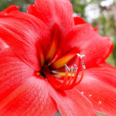 Monteverde Magic Mountain Luaran gambar