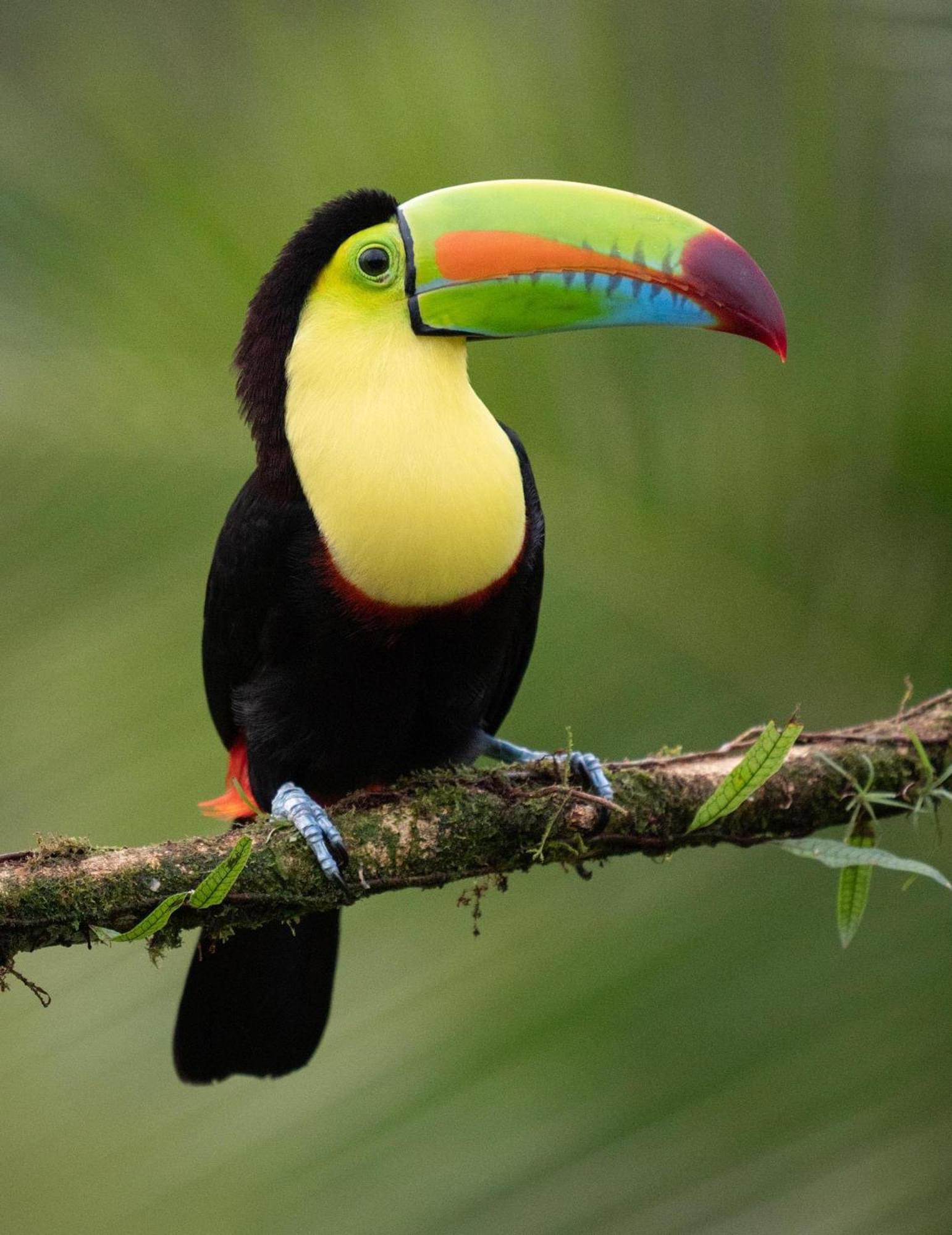 Monteverde Magic Mountain Luaran gambar